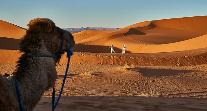 Dromedario davanti alle dune dell’Erg Chebbi