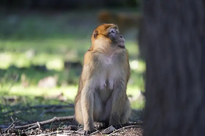 Bertuccia nella foresta di cedri di Azrou