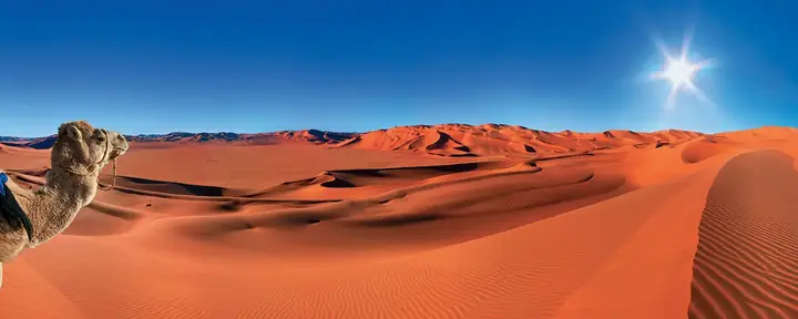 Dromedario che spunta sopra le dune rossastre del Sahara