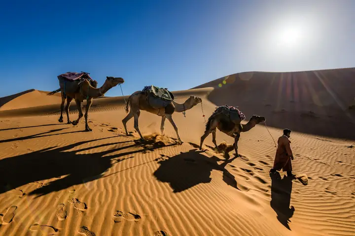 Guida berbera con i suoi dromedari al tramonto fra le dune