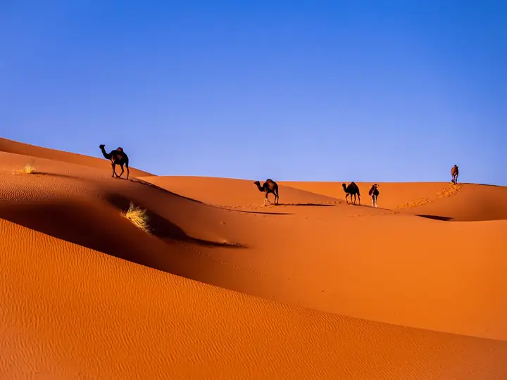 Cammelli sulla cresta di una grande duna rossa a Merzouga