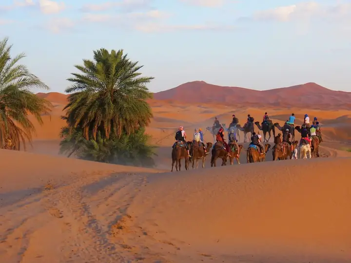 Carovana di cammelli accanto alle palme ai piedi delle dune di Merzouga