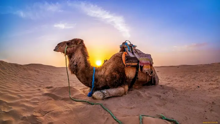 Dromedario che riposa al tramonto nel deserto di Zagora