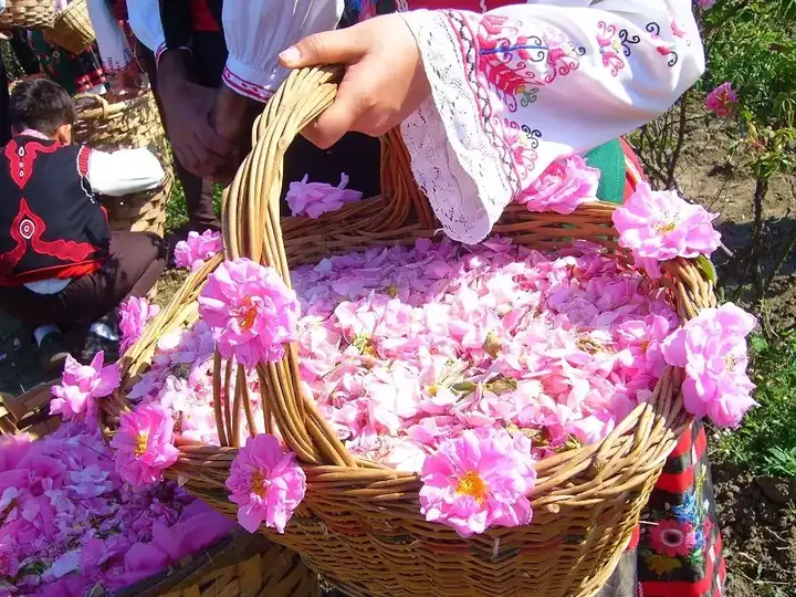 Cesto di rose appena raccolte a Kelaat M’Gouna