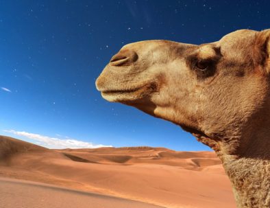 Paseo en Camello Noche en el desierto de Merzouga