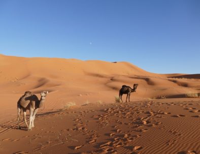 Paseo en Camello Noche en el desierto de Merzouga